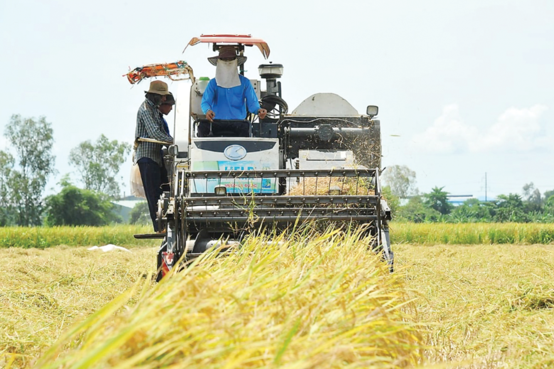 From famine to global breadbasket: Vietnam’s 80-year agricultural transformation